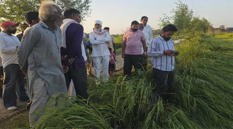 फाजिल्का: ओलावृष्टि से फसलों को हुए नुकसान का जायजा लेने पहुंचे संदीप सिंह भट्टी